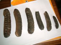 DRIED SEA CUCUMBER Sand Fish