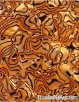 Golden couch shell celluloid sheet