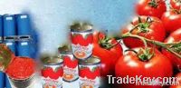 Hot break tomato paste