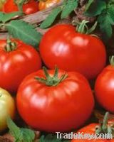 Prada F1 Hybrid Tomato Seeds