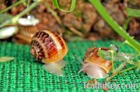 Fresh Helix Aspersa Muller Snail