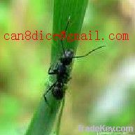 Ant extract