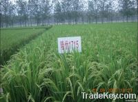 hybrid rice seed