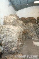 salted dry sheep skin