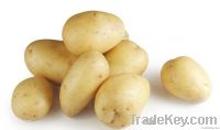 Green Food Fresh Potatoes