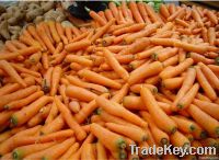 2012 Crop Fresh Carrot