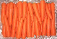 2012 Crop Fresh Carrot