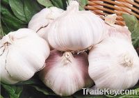 2012 new crop fresh China Garlic