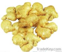 export chinese cheap fresh ginger