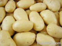 Fresh Chinese Potato