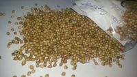 Whole coriander seeds