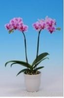 Orchid Pland /phalaenopsis