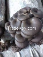 oyster mushroom spawn