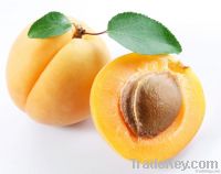 fresh apricote