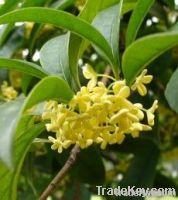 Sweet Osmanthus concrete