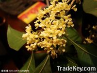 osmanthus absolute