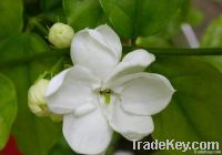 Jasmine extract