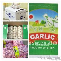 chinese fresh garlic