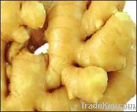 chinese new crop fresh ginger