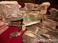 Agarwood