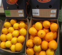 citrus fruits