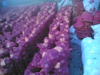 Egyptian Red Onions