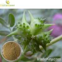 Tribulus Terrestris Extract Powder