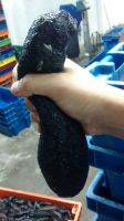 Peruvian Dried sea cucumber