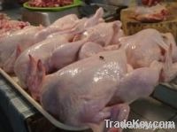  Export Chicken Paw | Chicken Feet Suppliers | Poultry Feet Exporters | Chicken Feets Traders | Processed Chicken Paw Buyers | Frozen Poultry Paw Wholesalers | Low Price Freeze Chicken Paw | Best Buy Chicken Paw | Buy Chicken Paw | Import Chicken Paw | Ch