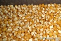 Yellow Corn