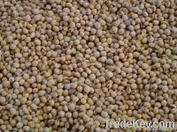 Soya Beans