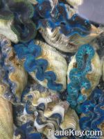 Giant Clam