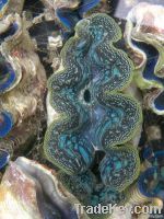 Giant Clam