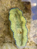 Cultured Giant Clam