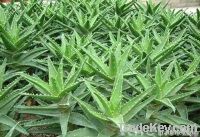 Aloe Vera P.E