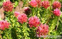 Rhodiola Rosea P.E.