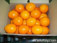 Navel Orange