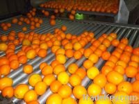 Baladi Orange