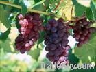 Grape Seed Extract