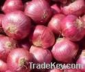 Fresh Onion