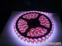 Cheap Led Strip Light