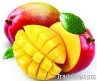 Mango Extract