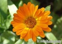 Marigold Extract