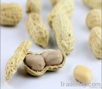 roasted salted peanut kernels 25/29 without the red skin