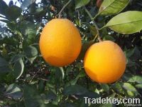 Navel And Valencia Orange