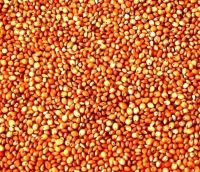 Sorghum Sudan Grass Seeds