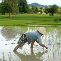 Long Grain White Rice 25% Broken