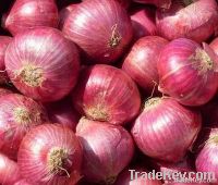 Onion