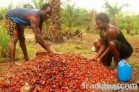 Palm Fruit