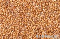 Teff grain, Oats, Quinoa, Millet, Spelt, Bulgur, Barley, Sorghum Suppliers, Exporters